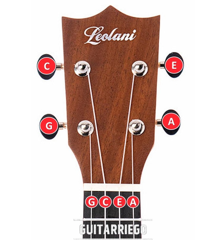 Accordatura standard gCEA per ukulele (G4-C4-E4-A4).